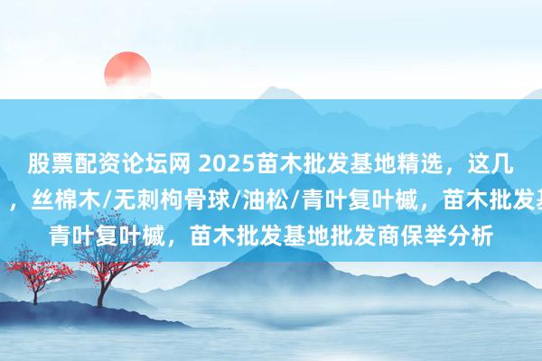 股票配资论坛网 2025苗木批发基地精选，这几家批发商实力轶群！，丝棉木/无刺枸骨球/油松/青叶复叶槭，苗木批发基地批发商保举分析